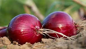Cara menanam bawang merah di pot cukup praktis untuk dilakukan. Cara Menanam Bawang Merah Ruangburuh Pelatihan Online No 1 Belajar Dengan Video
