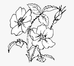 You can easily print or download them at your convenience. Rose Flowers Coloring Pages Hd Png Download Transparent Png Image Pngitem