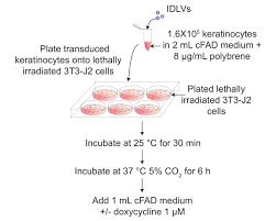 Hos titech samler og forbinder vi elektriske komponenter i eltavler, som tænder, styrer og stopper. An Efficient In Vitro Transposition Method By A Transcriptionally Regulated Sleeping Beauty System Packaged Into An Integration Defective Lentiviral Vector Protocol Translated To Arabic