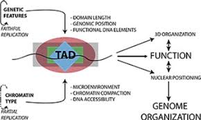 Chromatin Driven Behavior Of Topologically Associating Domains Sciencedirect