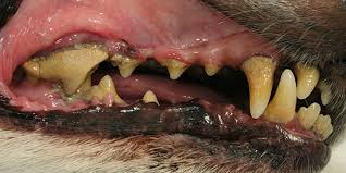 Chew toys and dental devices. Periodontal Disease In Dogs Cats Vet Hospital Port Shepstone