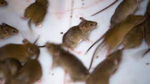 Additionally, once the rodent consumes a lethal dose they will stop feeding which greatly reducing the risk of secondary poisoning. Why Is There A Mouse Plague In Australia And Can It Be Stopped Abc News