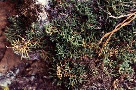 Image result for Selaginella shabaensis