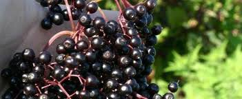 Sambucus is a genus of flowering plants in the family adoxaceae. Sambucus Species American Black Elderberry Canada Elderberry Sambucus Canadensis