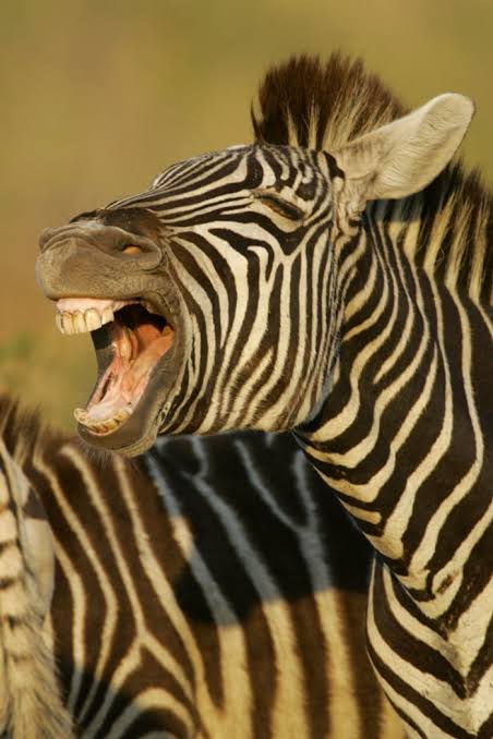 Zebra stripes are not black and white | Science | The Guardian