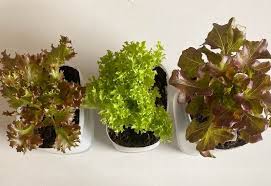 It is a watering system using planters that contain a reservoir of water at the bottom. Self Watering Planters How They Work Diy Option Tips For Use