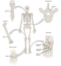 Label the types of bone cells. Bone Biology 2e