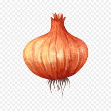 Bawang putih bawang merah ialah sebuah cerita rakyat lama di kepulauan melayu yang terkenal. Sayuran Lukisan Cat Air Bawang Gambar Png