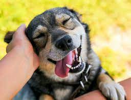 Seguro que esa carita juguetona los inspira en este día, como a nosotros. Todo Lo Que Debes Saber Del Dia Mundial Del Perro Nupec