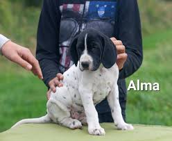 Image result for auvergneský ohař