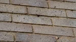 Although bees are essential for the pollination of plants, they can become a hazard when they decide to form colonies in populated areas. Mortar Bees Youtube