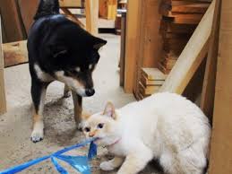カラスに襲われていた仔猫 救ってくれた犬を母と慕い 成長 Sippo シッポ