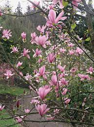 Galaxy Magnolia Flowering Trees Galaxy Flowers Showy Flowers