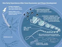 Gene Environment Interaction Epigenetics And Child Development
