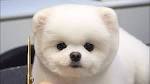 Teacup Pomeranian For Sale ( Teacup Pomeranian Puppy )