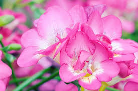 This subfamily belongs to the family known as papaveraceae. Freesia Meaning And Symbolism Ftd Com