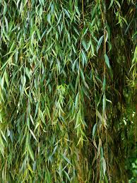 Image result for Salix babylonica