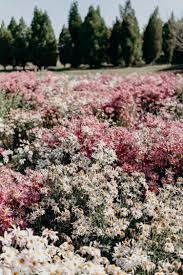 A Dreamy Saturday At Dream Park Incheon Following The Flowers In Fall In Seoul On The Street Where We Live Cosmos Flowers Flower Field Flower Aesthetic