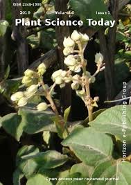 Image result for Scleria foliosa