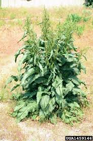 Image result for Rumex crispus