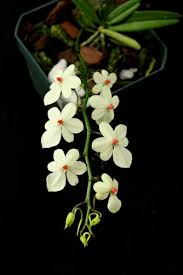 Image result for Aerangis stelligera
