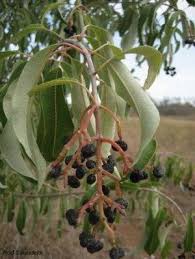 Image result for Ozoroa longipes