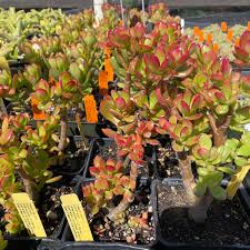 Image result for Crassula granvikii
