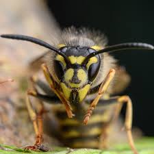 The first nest of giant murder hornets ever discovered in the united states has been eliminated, two days after it was located in washington state. Vespula Vulgaris Wikipedia