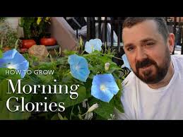How to Grow Morning Glory Seeds
