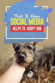 Pin On Dog Rescues