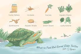8 Pets Ideas Turtle Habitat Pet Turtle Red Eared Slider Turtle