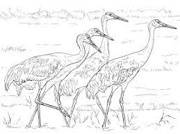 13 sandhill crane and snow geese coloring page. Four Sandhill Cranes Coloring Page Free Printable Coloring Pages Bird Coloring Pages Coloring Pages Owl Coloring Pages