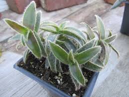 Image result for Cyanotis