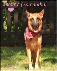 We often use imported lines (schutzhund). Gsd Puppies For Sale In Nc News Pets News And Review