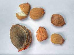 If i were a betting man, i'd say you may have prostate cancer. Man Poisons Himself By Taking Apricot Kernels To Treat Cancer Smart News Smithsonian Magazine