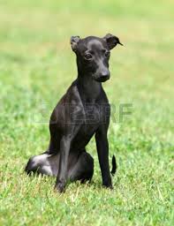 Black And White Italian Greyhound Puppy Portrait Of A Black Puppy Purebred Italian Greyhound Greyhound Puppy Black Puppy Italian Greyhound