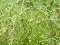 Image result for Cyperus platycaulis