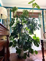 Image result for Monstera