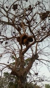 Image result for Sterculia africana