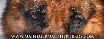 Wantedoldmotorcycles.com) pic hide this posting restore restore this posting. German Shepherd Puppies Of Seelenvoll Home Facebook