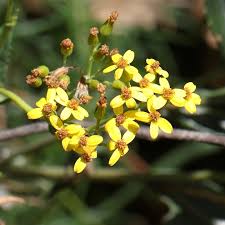 Image result for Senecio latifolius
