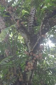 Image result for Achariaceae