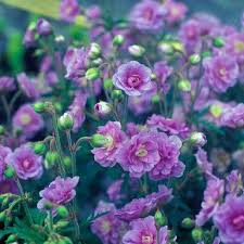 Image result for Geranium `Summer Skies`