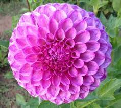 Robann Royal Dahlias By Flower Name Flower Names Dahlia Dahlia Flower