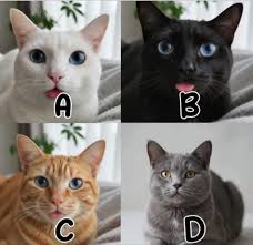 Which one your favourite ??? Me C 木 A お B C D