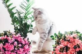 Check spelling or type a new query. Avoid This Cat Astrophe 10 Spring Flowers That Are Toxic To Cats