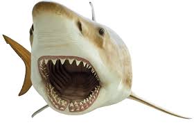 Image result for shark