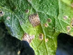 Image result for Septoria leaf spot of tomato