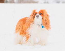We believe that our cavalier king charles spaniel puppies are such an excellent & loving breed that they are fit for royalty. Welcome To Lucky Star Cavalier Rescue