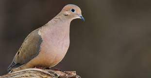 Read 230 reviews from the world's largest community for readers. Virginia Dove Hunting Forecast Virginia Dwr